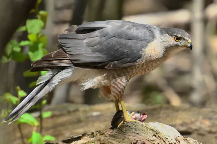 Diet and Hunting Habit of Cooper's Hawk