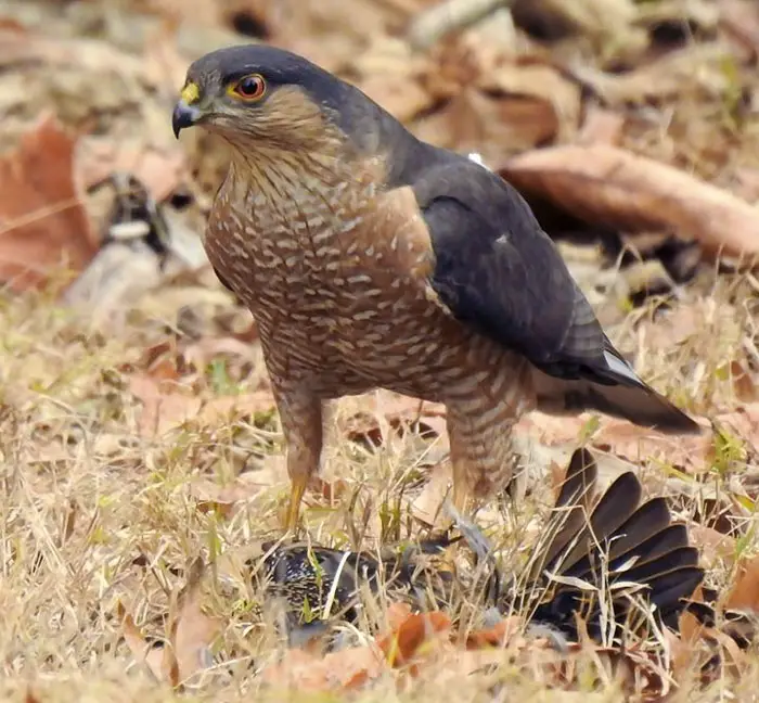 Diet and Hunting Habit of Sharp-Shinned Hawk