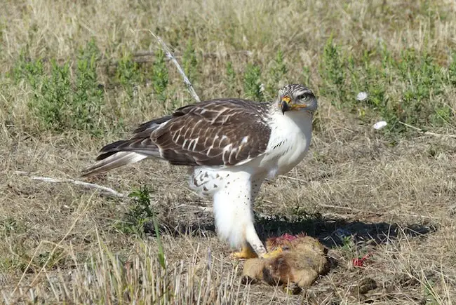 Diet and Hunting Strategies of Ferruginous Hawk