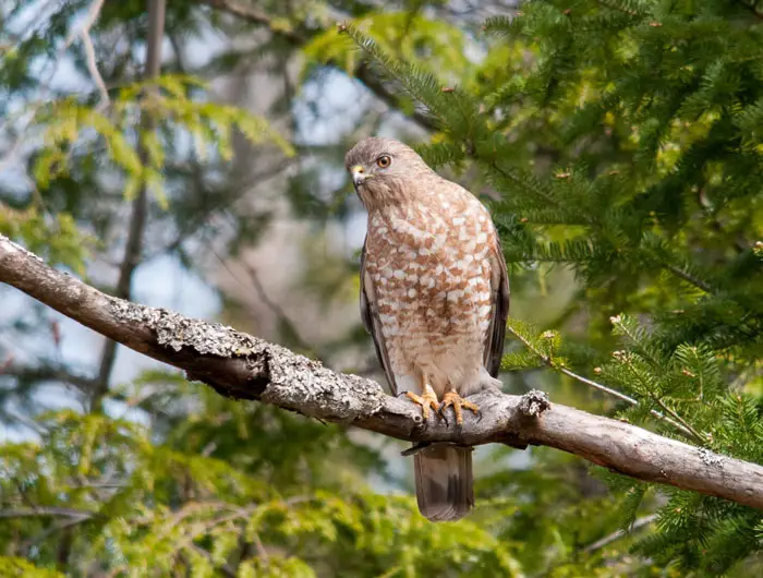 Diet and Hunting Strategy of Broad-Winged Hawk