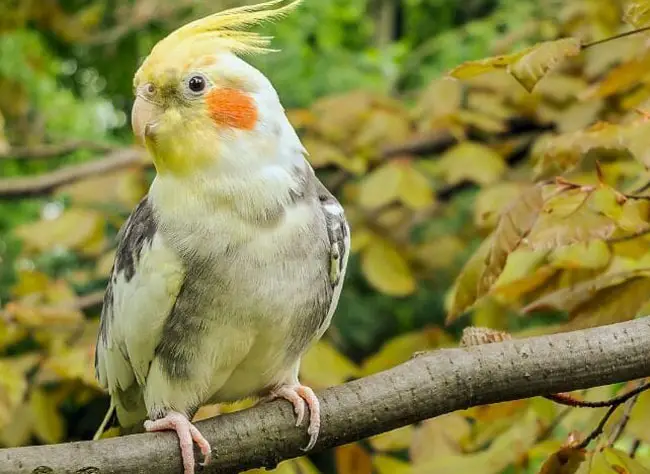 Diet for The Breeding Stock Cockatiel