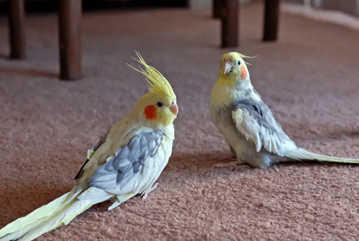 Different Types Of Food You Can Feed Your Cockatiel