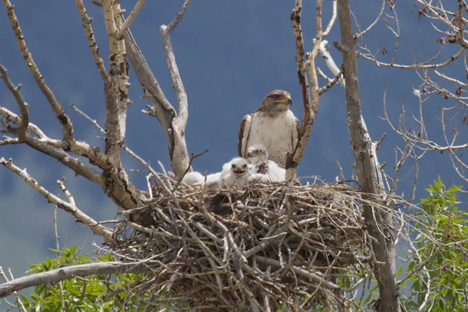 Do Hawks Build Nests