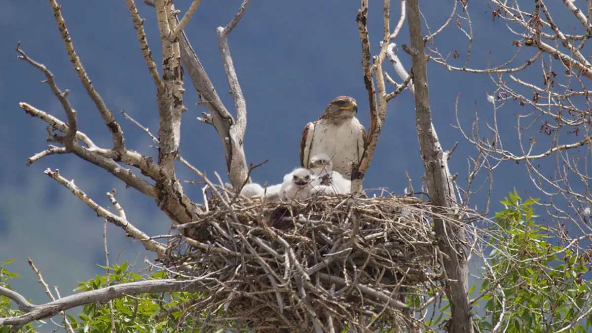 Do Hawks Build Nests? What Does It Look Like?