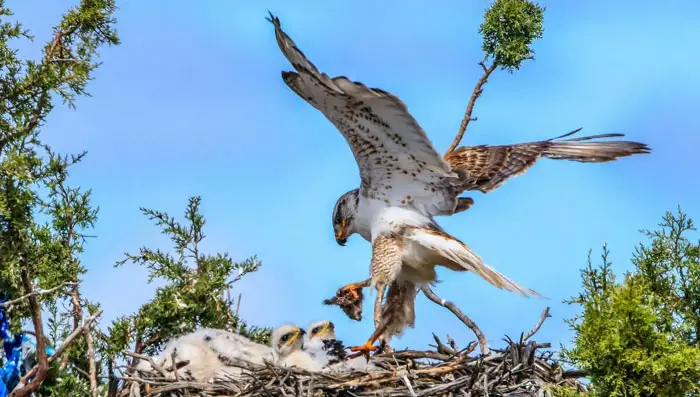 Endangered Hawks in the US