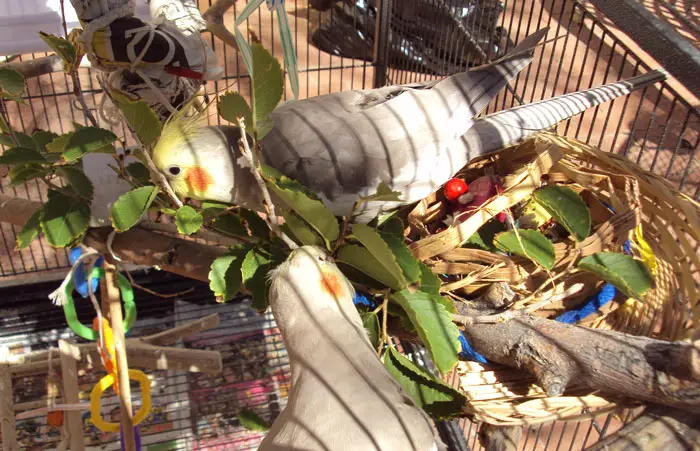 Environmental Enrichment for Cockatiel Grooming