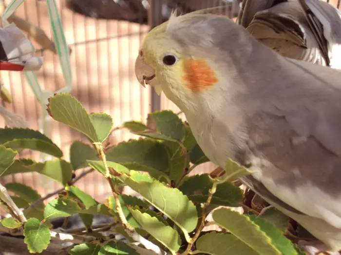 Environmental Enrichment for Cockatiels