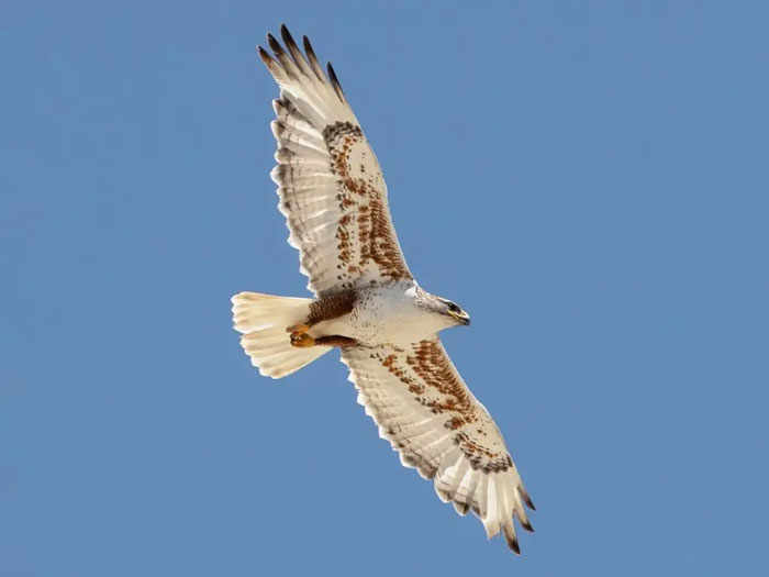 Examples Of High-Quality Hawk Photos For Identification