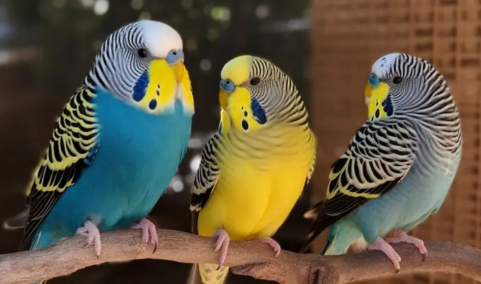 Exploring Budgie Color Mutations