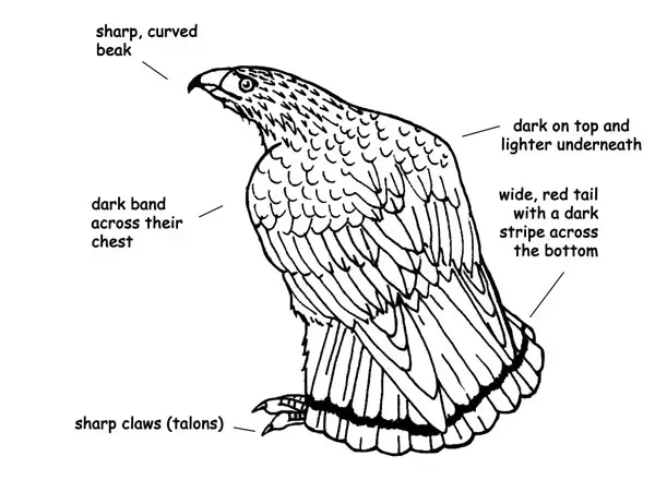 External Anatomy Of Hawks