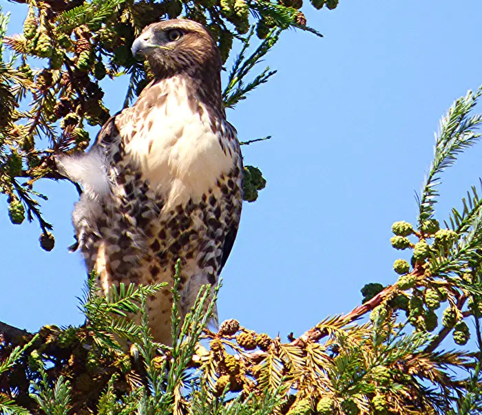 Falcon Behavioral Differences