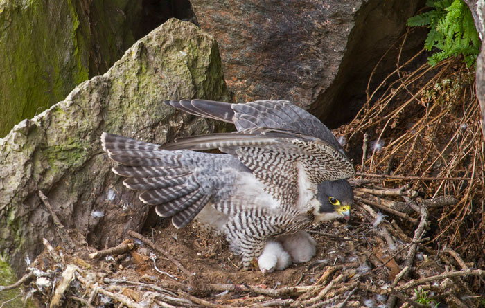 Falcon in Nesting Habits