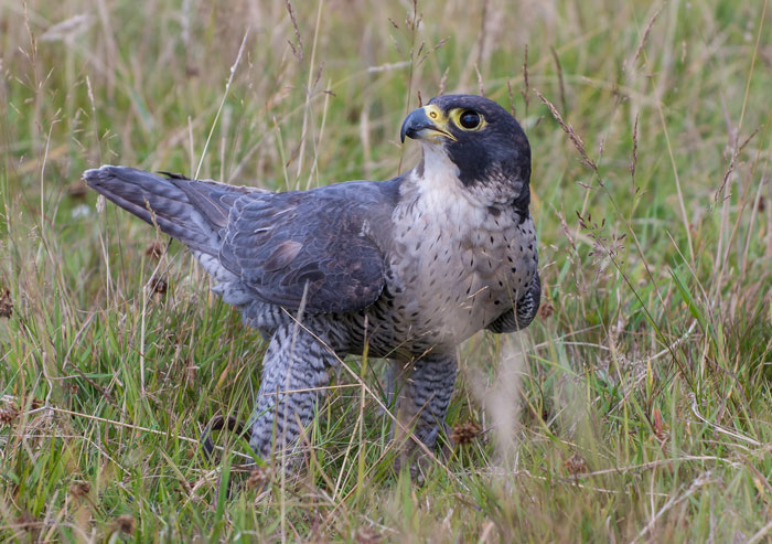 Falconer with hunting bird of prey