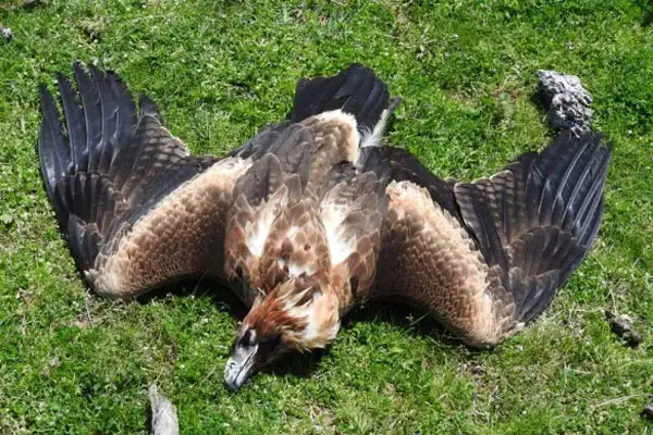 Federal And State Regulations Related To Hawk Management