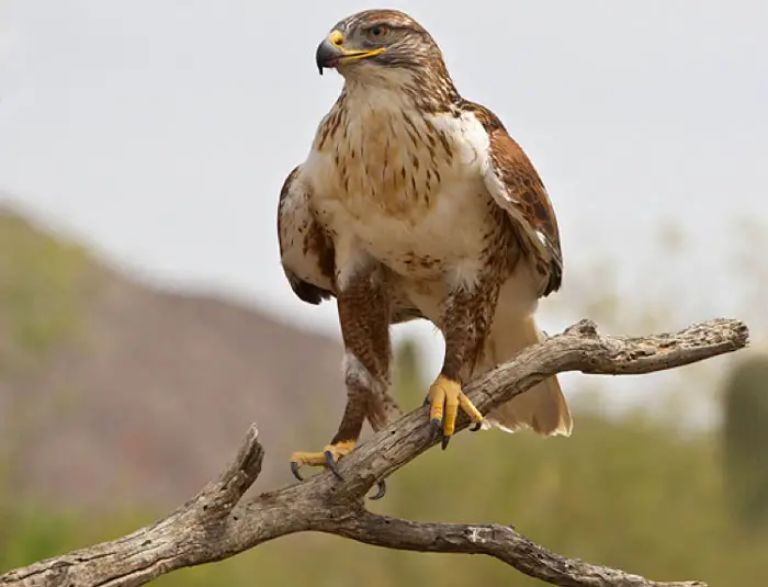 Ferruginous Hawk