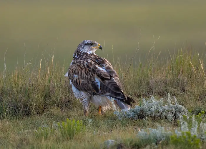 Ferruginous Hawk