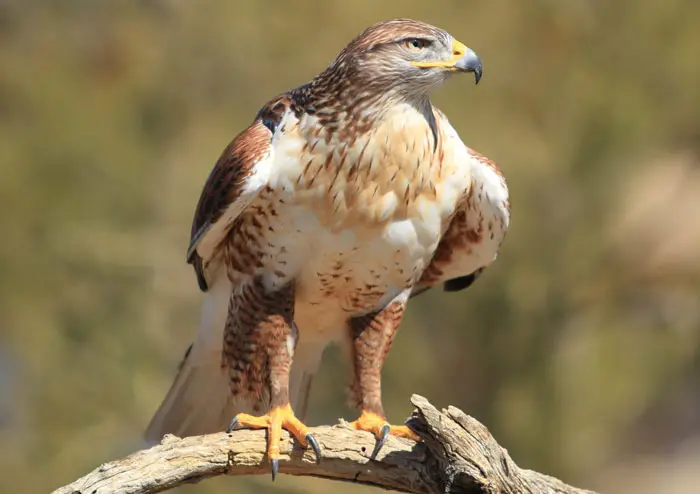 Ferruginous Hawks Physical Characteristics