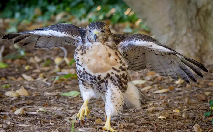 Fledgling Process of Hawks