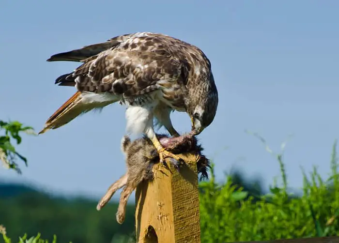 Food Sources for Hawks