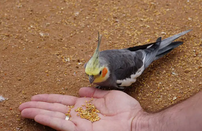 Food preference of your pet Cockatiel