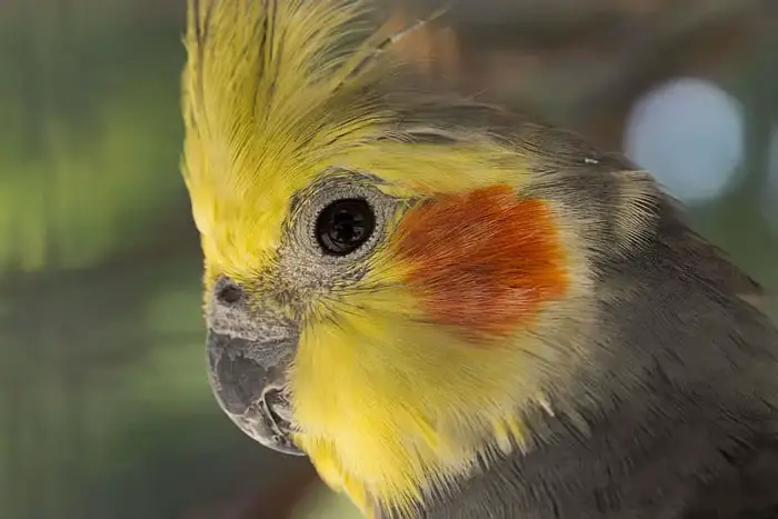 Gently filing cockatiel's beak to prevent overgrowth