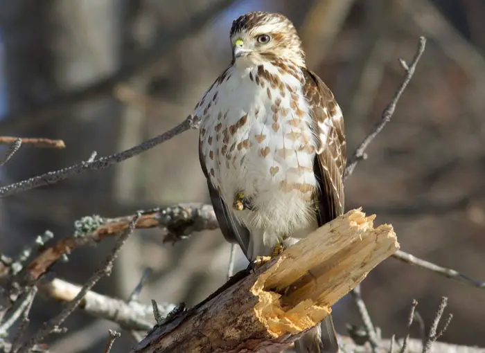 Habitat and Range of Broad-Winged Hawk