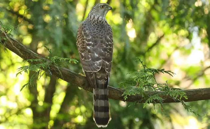 Habitat and Range of Cooper's Hawk