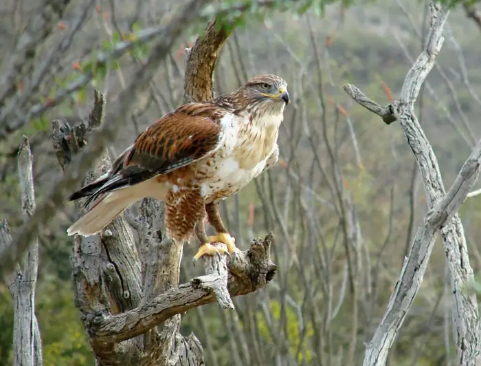 Habitat and Range of Ferruginous Hawk