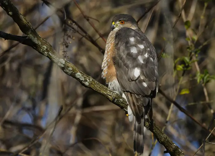 Habitat and Range of Sharp-Shinned Hawk