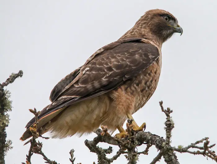 Habitats and Range of Red-Tailed Hawk