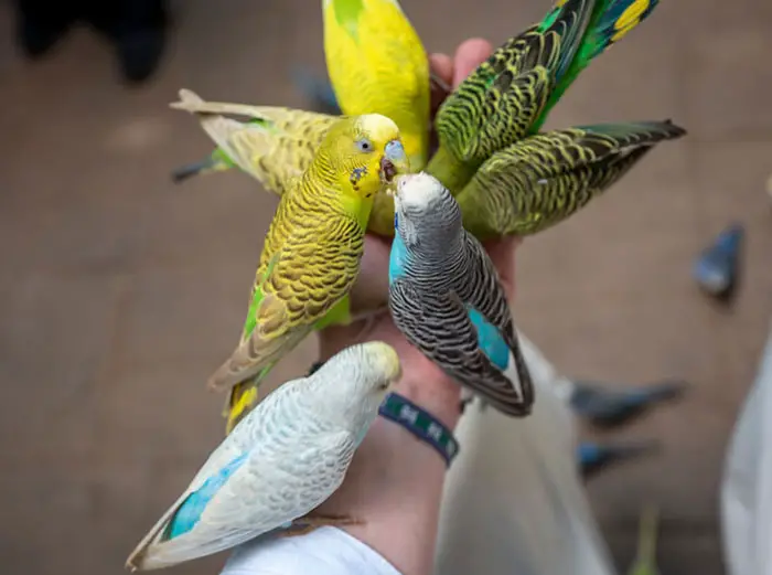 Hand-feeding a budgie to create a bond with the owner