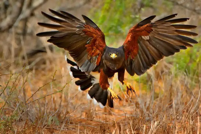 Harris's hawk