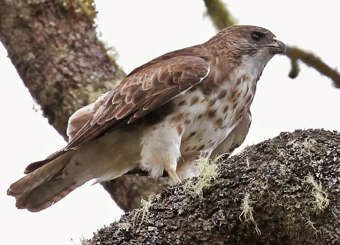 Hawaiian Hawk