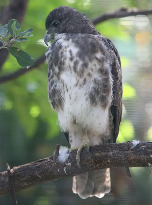 Hawaiian Hawk