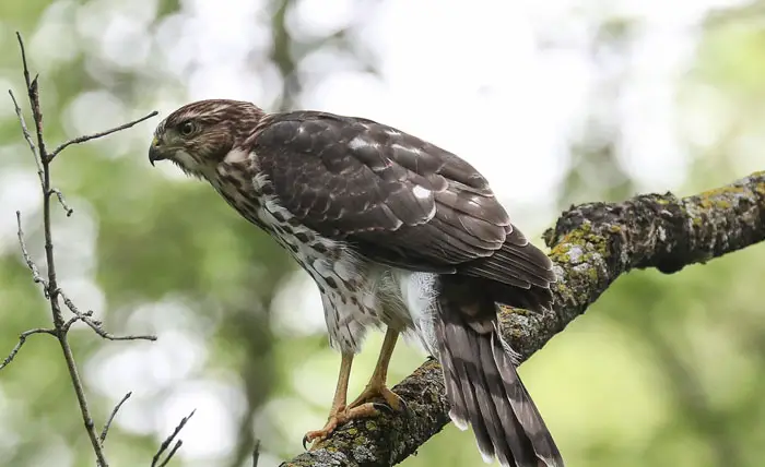 Hawk Behavior