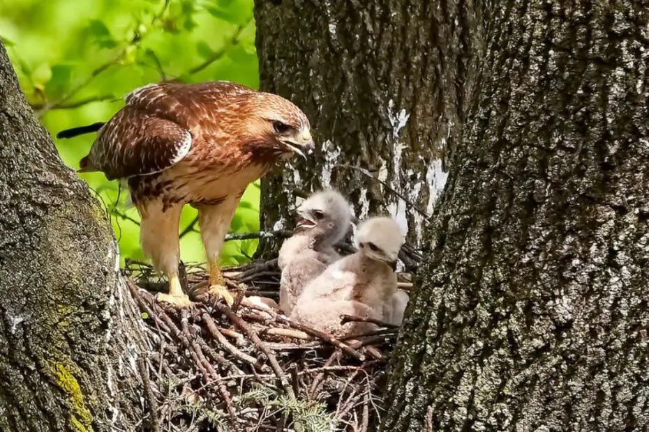 Hawk Breeding & Reproduction