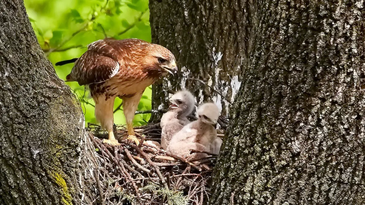 Hawk Breeding & Reproduction