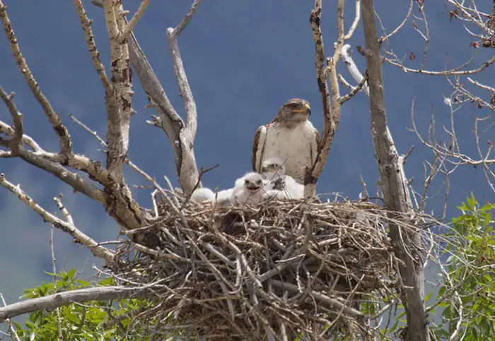 Hawk Chick Diet and Feeding Habits