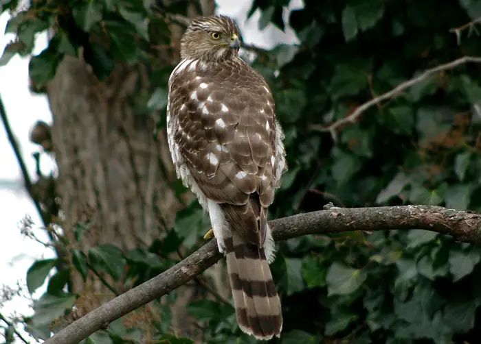 Hawk Conservation