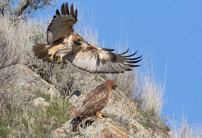 Hawk Courtship Displays