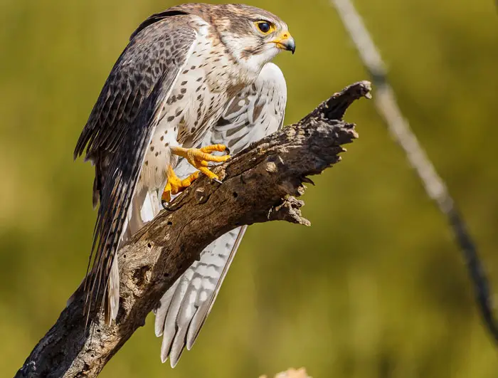 Hawk Digestive System