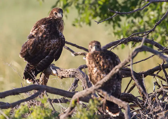 Hawk Fledgling Development