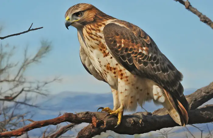 Hawk Food Preferences