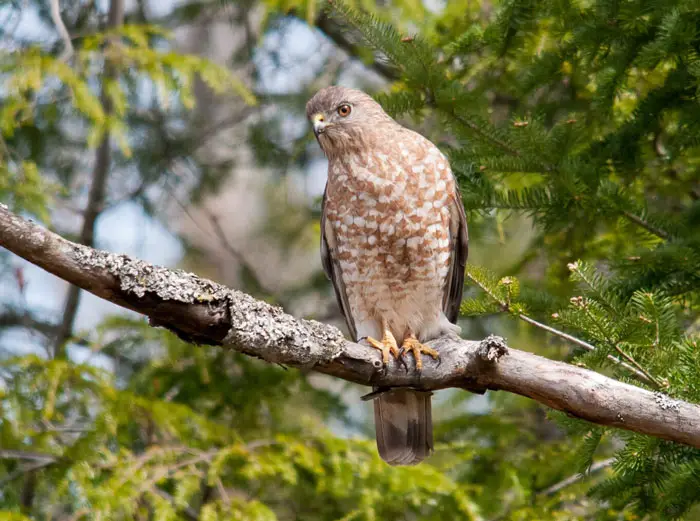 Hawk Habitat