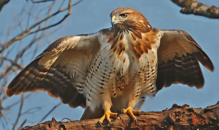 Hawk Hunting Behaviors