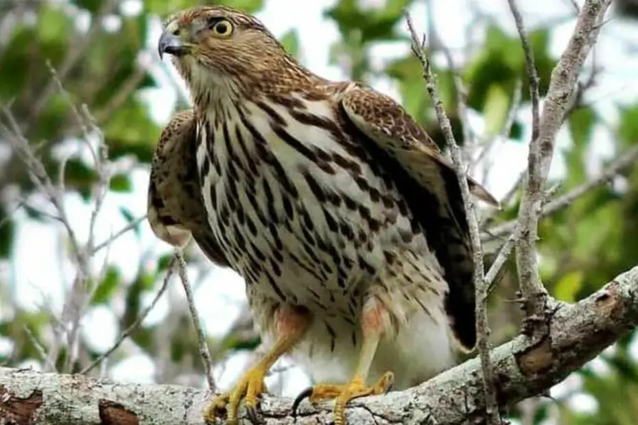 Hawk Identification Guide