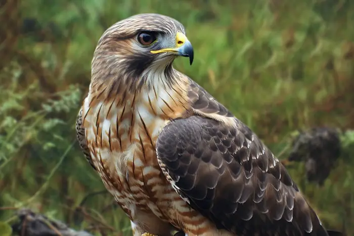 Hawk Identification Tips