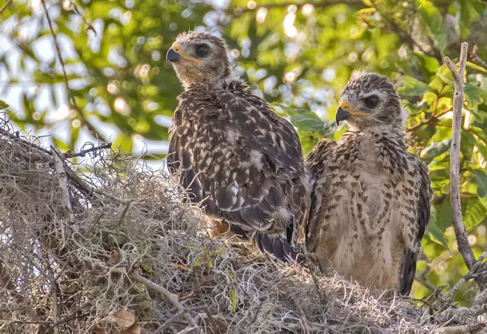 Hawk Identification