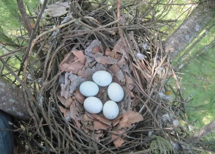 Hawk Incubation and Clutch Size