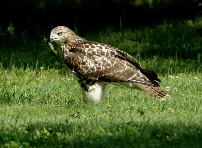 Hawk Migration Routes